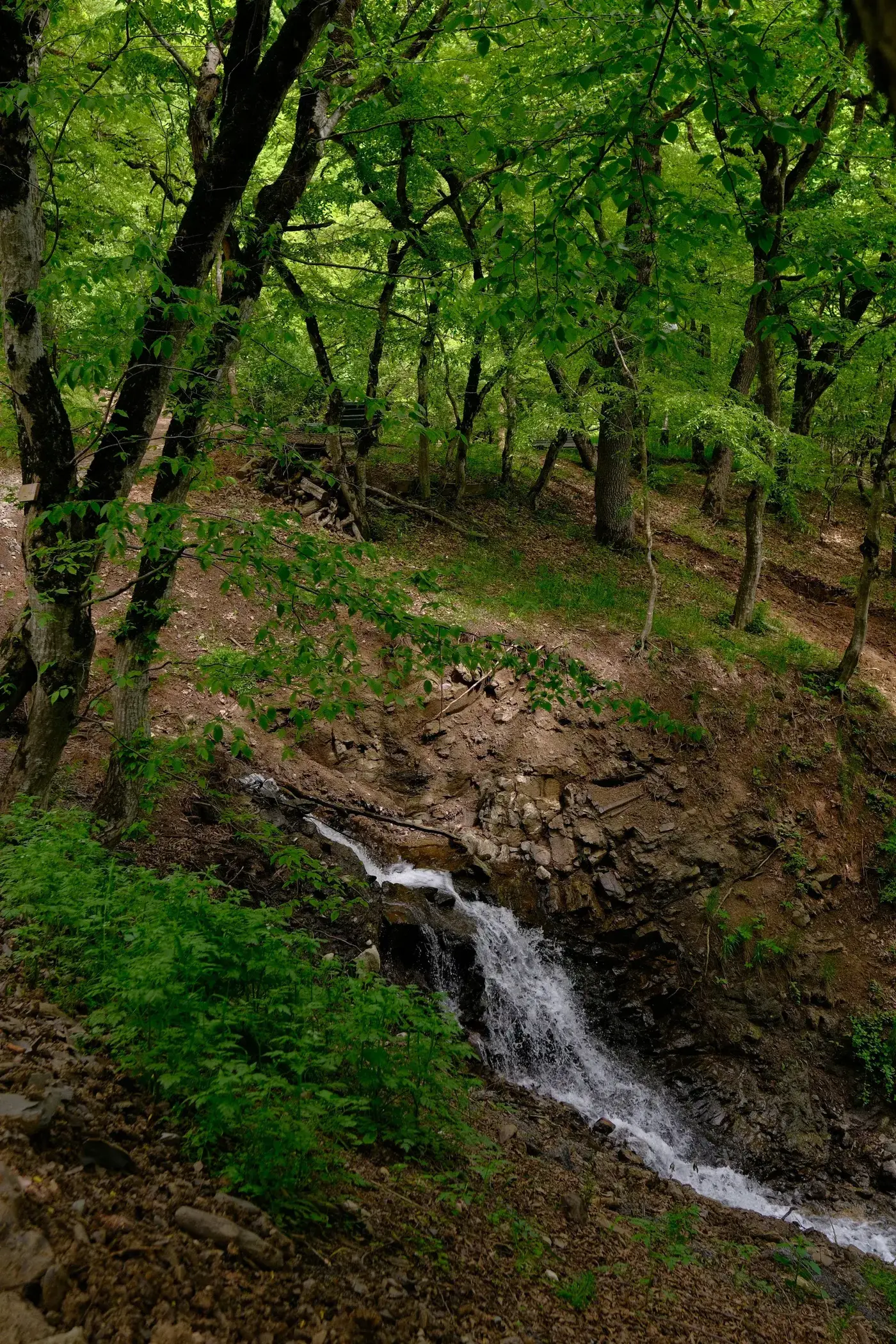 Lush green forest trail with small waterfall near Tbilisi — popular for trail running and hiking