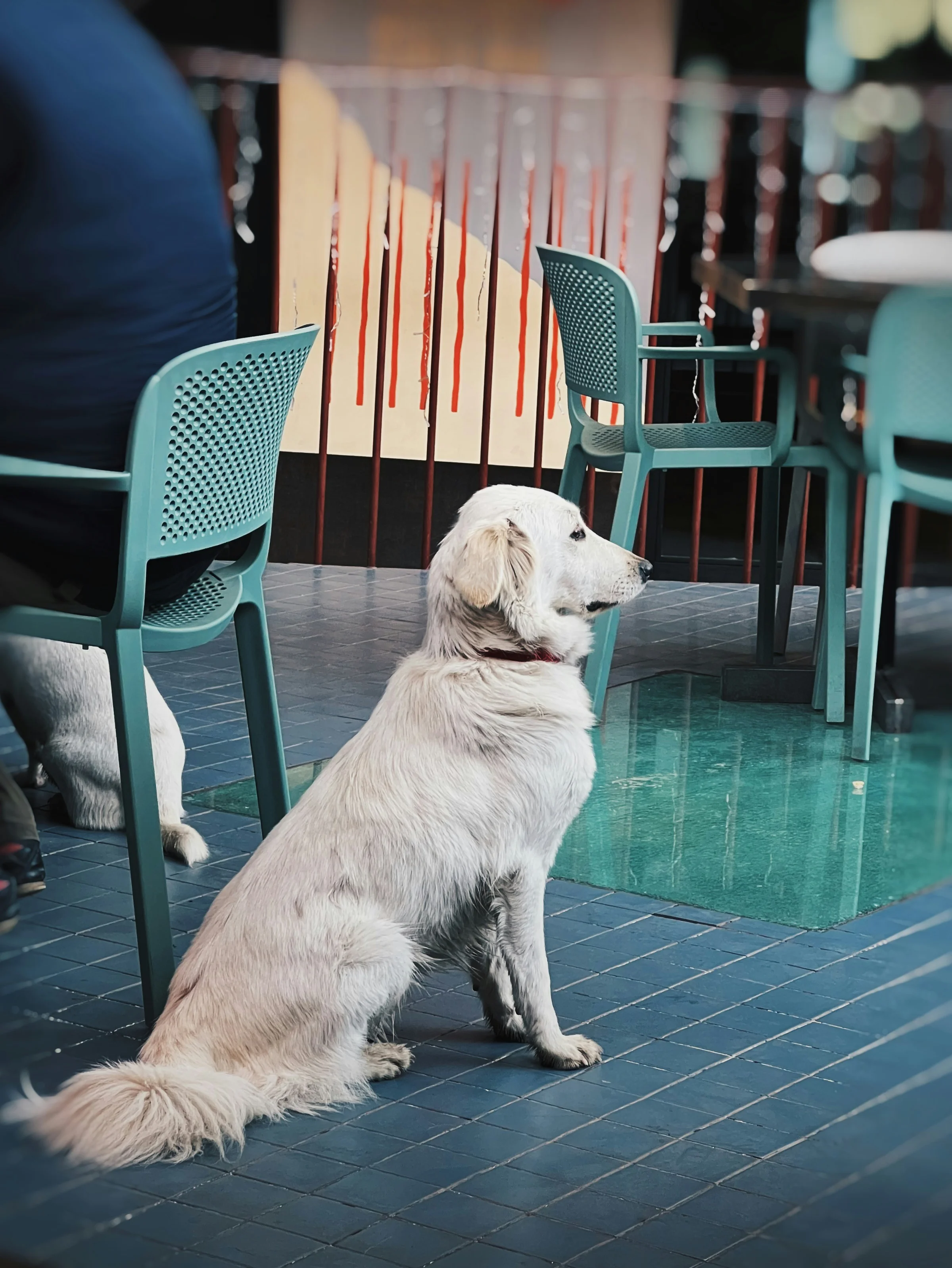 A golden retriever sitting at a Tbilisi café terrace — dogs are welcome almost everywhere in Georgia